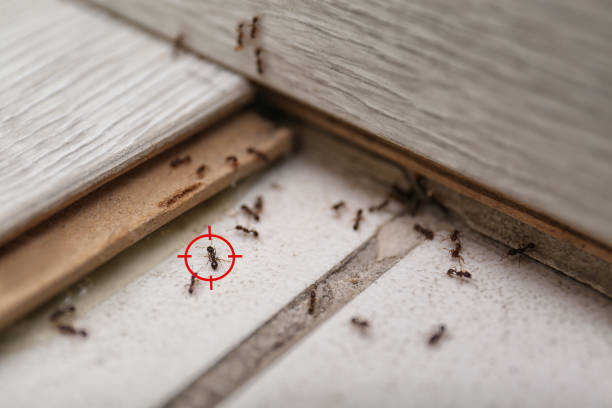 Best Bird Control  in Grosse Pointe Woods, MI