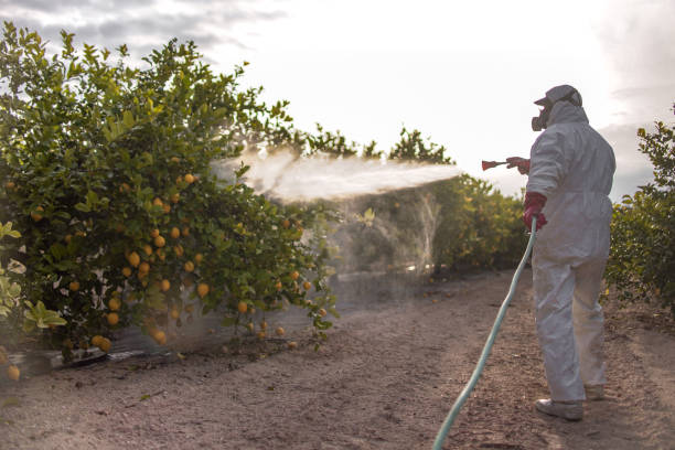 Wasp Removal Services in Grosse Pointe Woods, MI